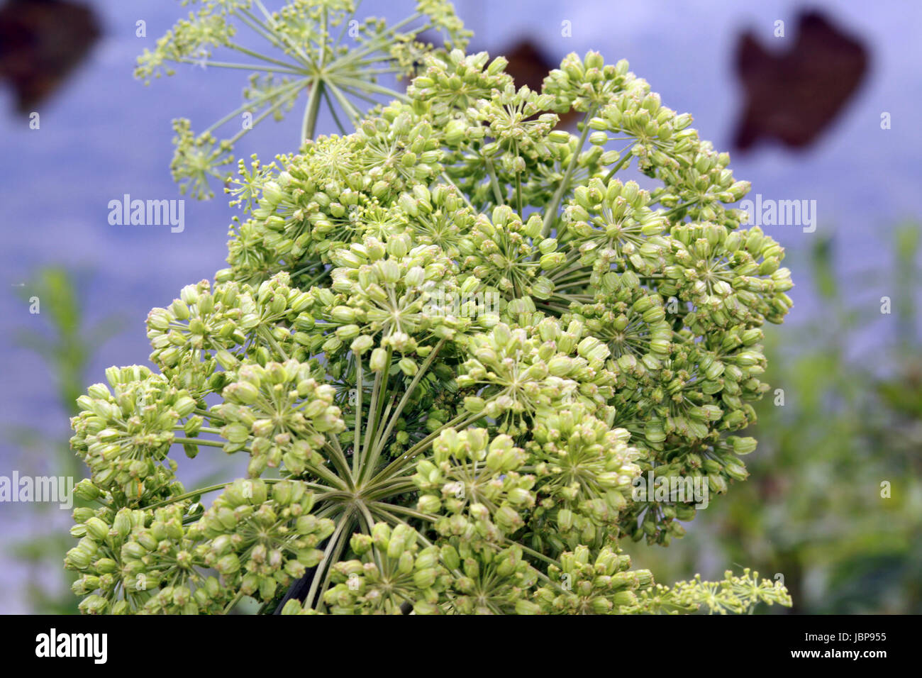 ArzneiEngelwurz (Angelica archangelica Stock Photo Alamy