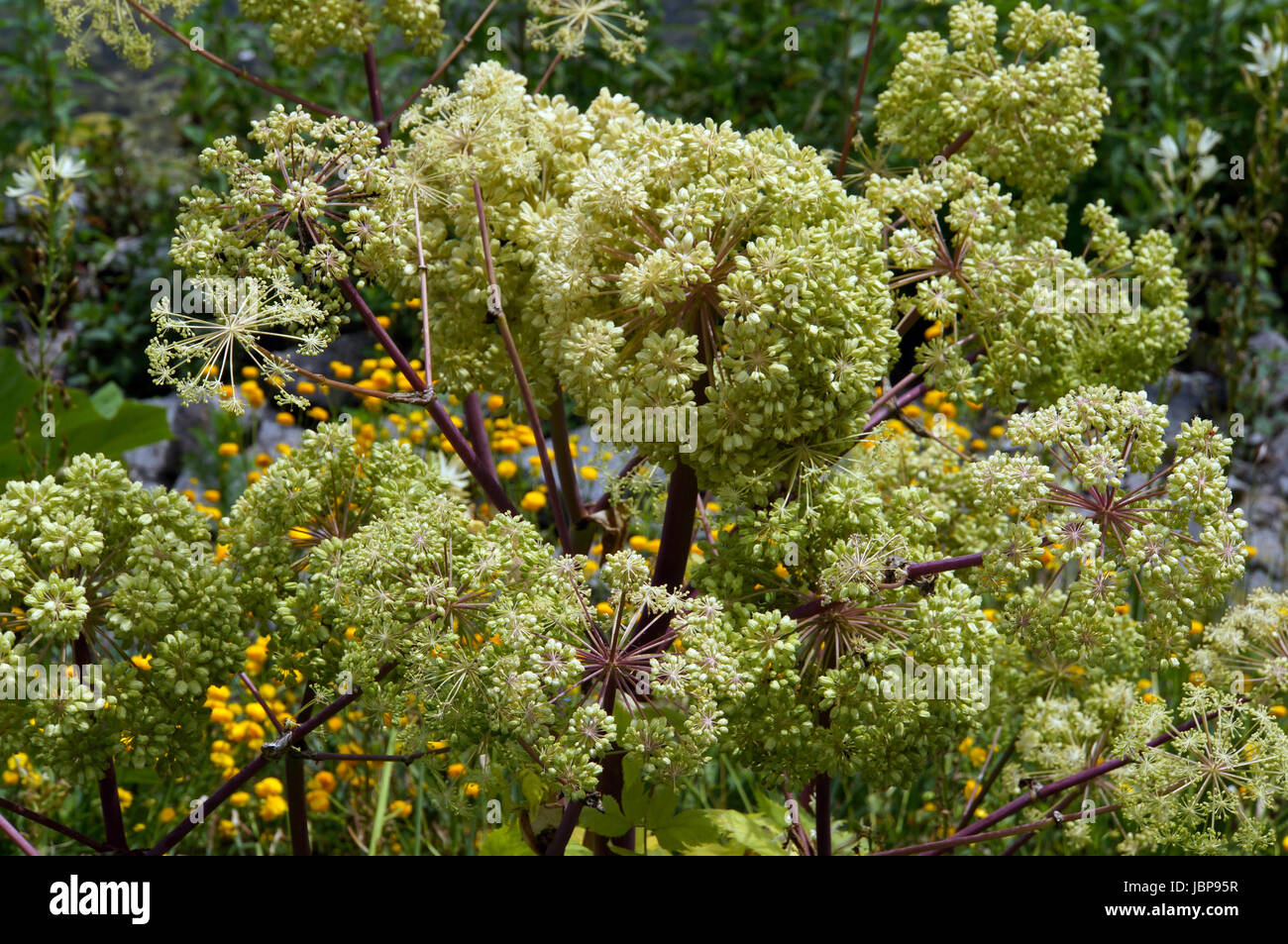 Garten engelwurz angelica archangelica hires stock photography and