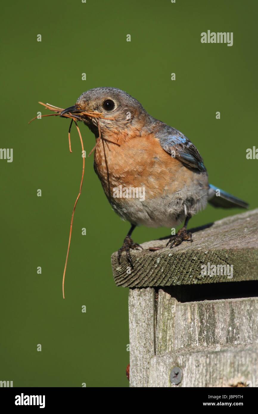 Female Eastern Bluebird (Sialia sialis) with nesting material Stock