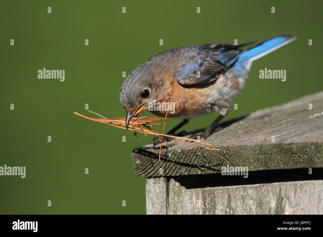 Eastern bluebird nesting material hi-res stock photography and images