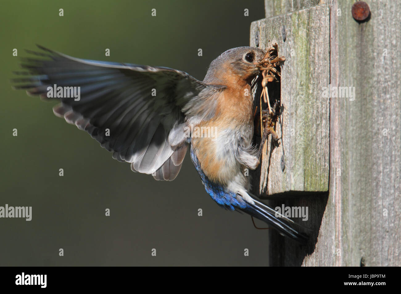Eastern bluebird nesting material hi-res stock photography and images