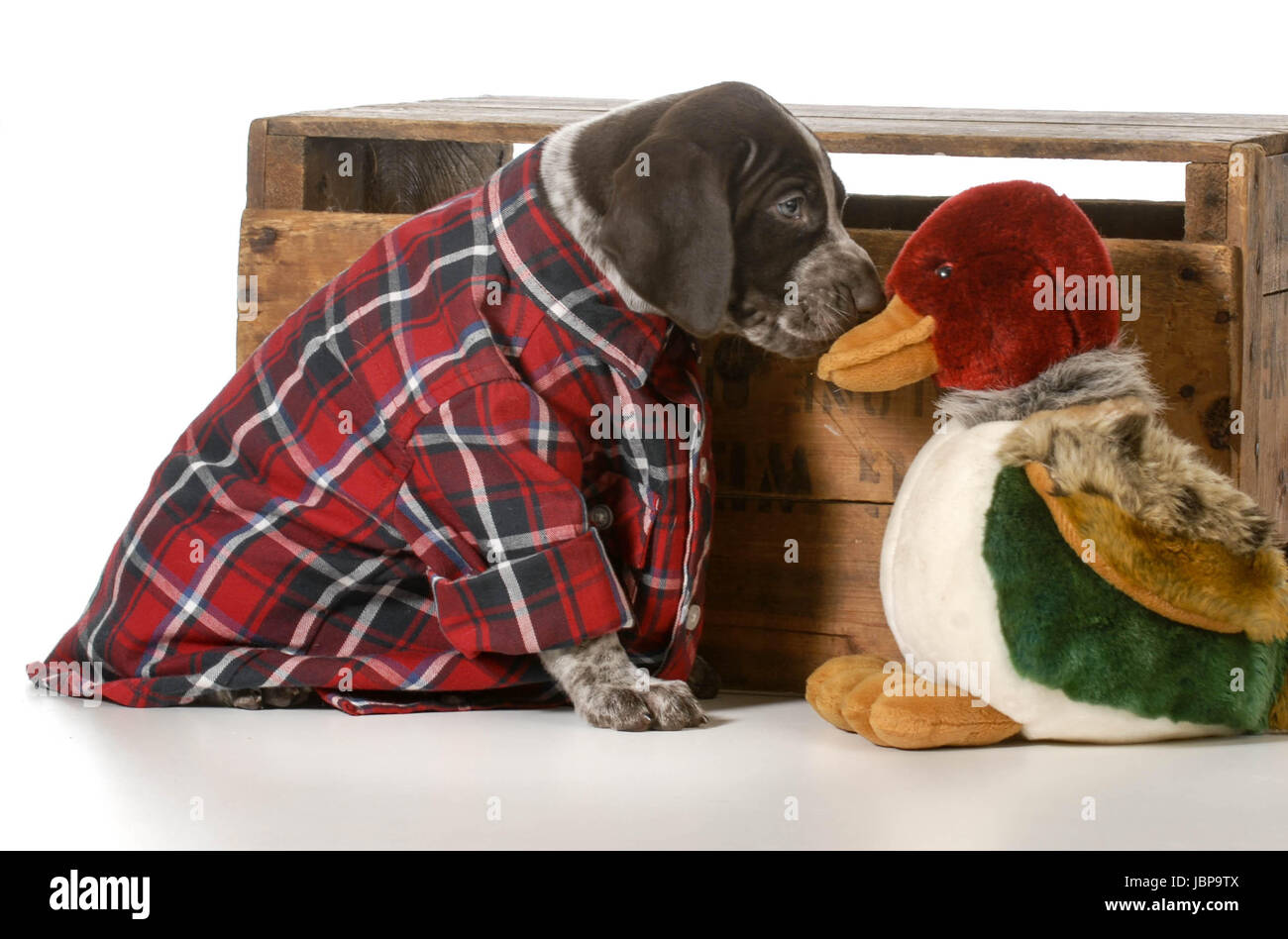 German Shorthaired Pointer Hunting Dog On White Background Stock