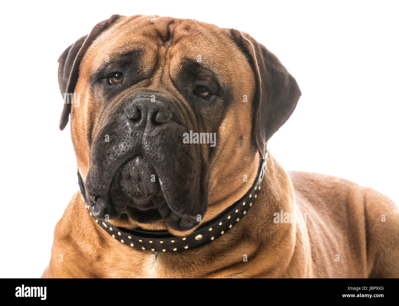 bullmastiff male portrait on white background Stock Photo - Alamy