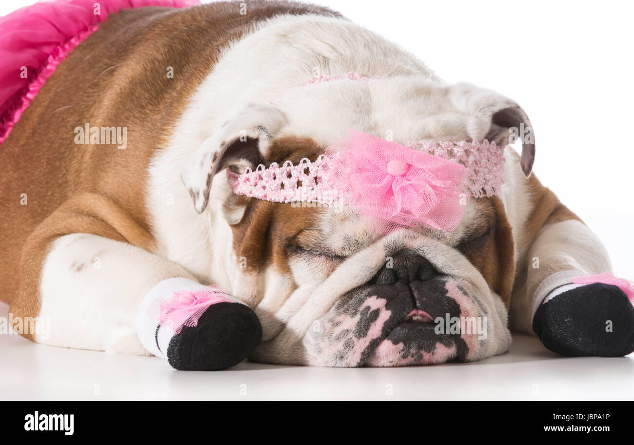 bulldog ballerina costume
