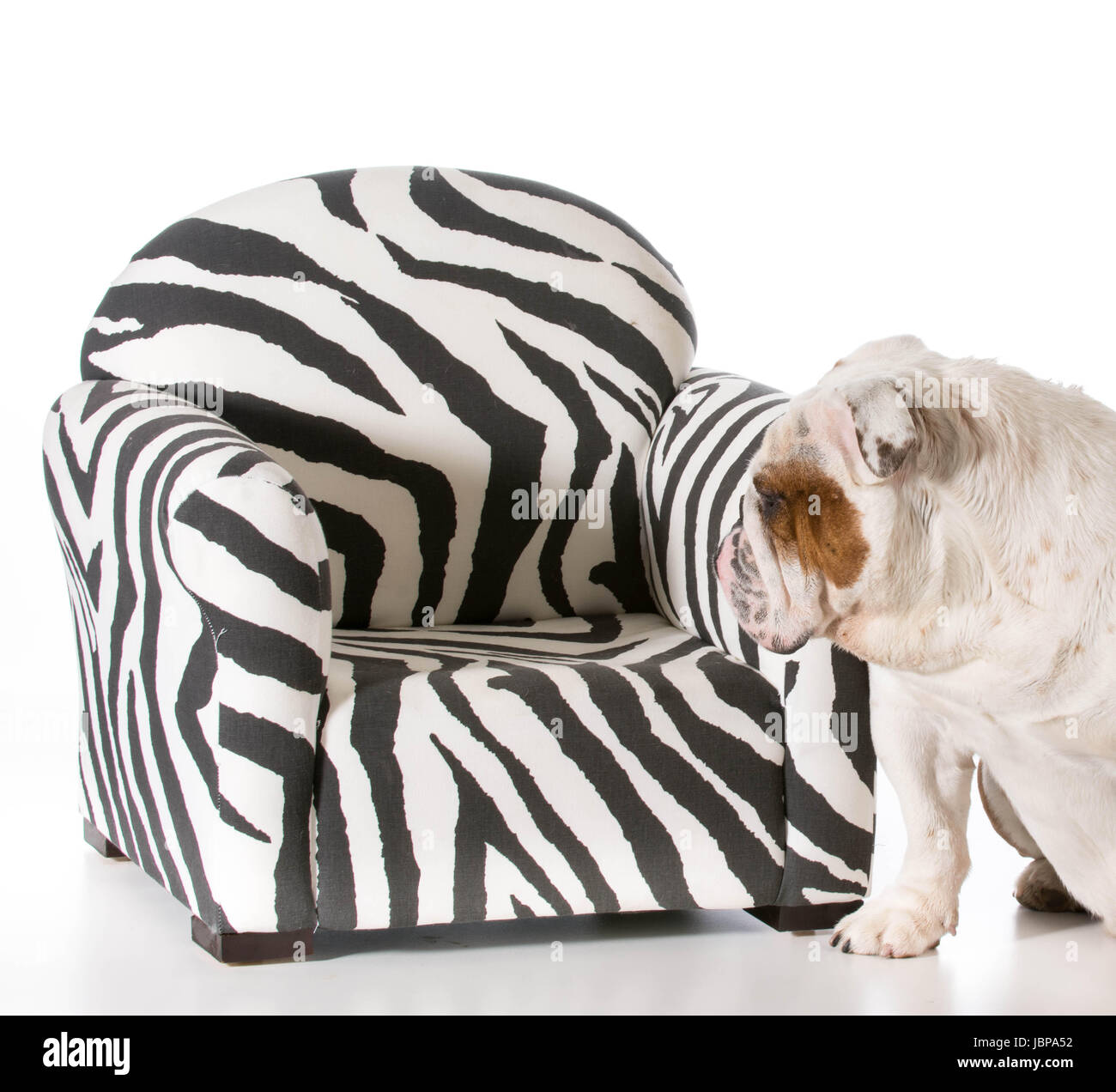 concept of dog being allowed on furniture english bulldog Stock Photo