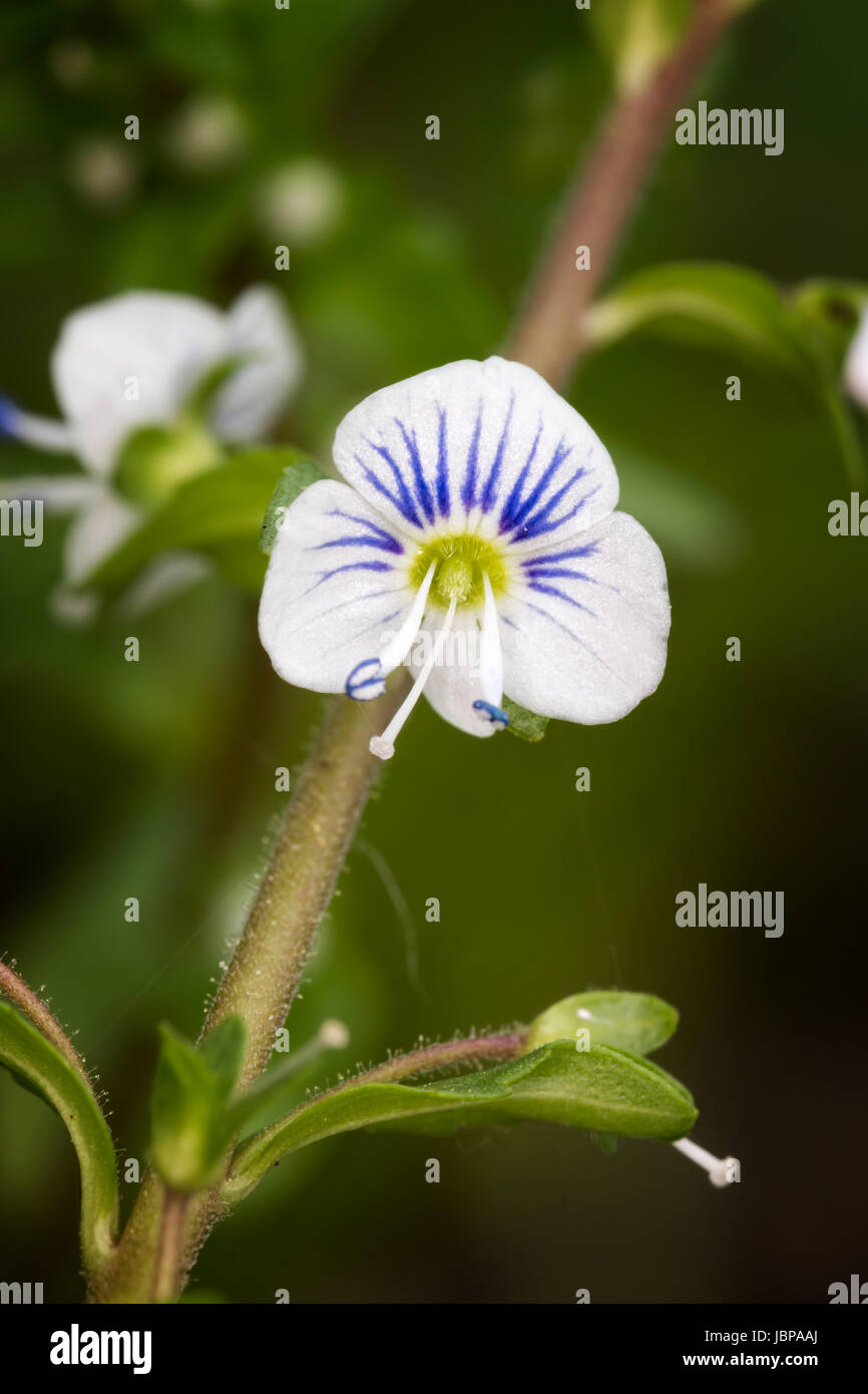 Macro photo of beautiful wild flower Stock Photo - Alamy