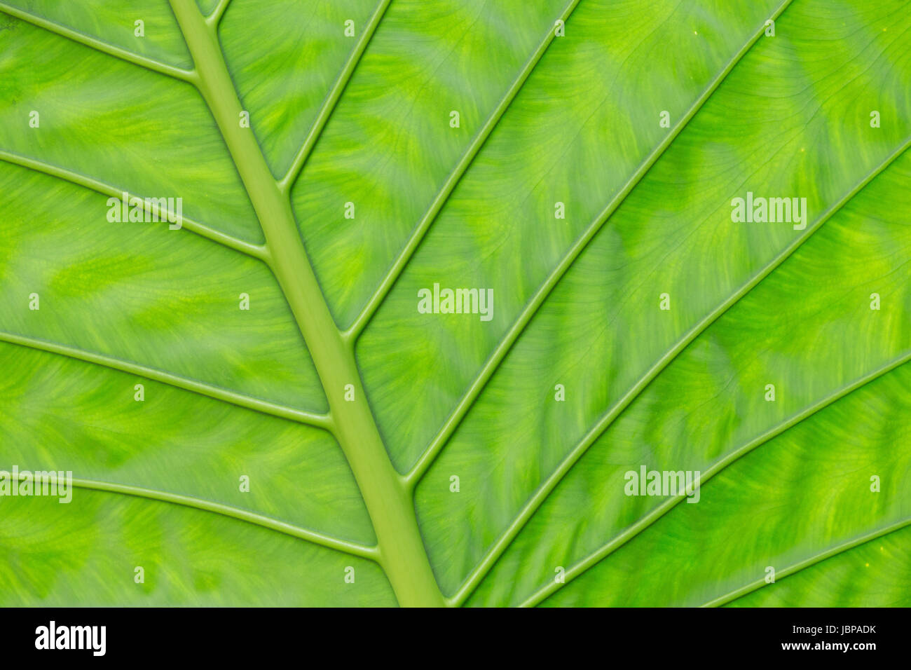 green leaf texture of a plant close up Stock Photo - Alamy