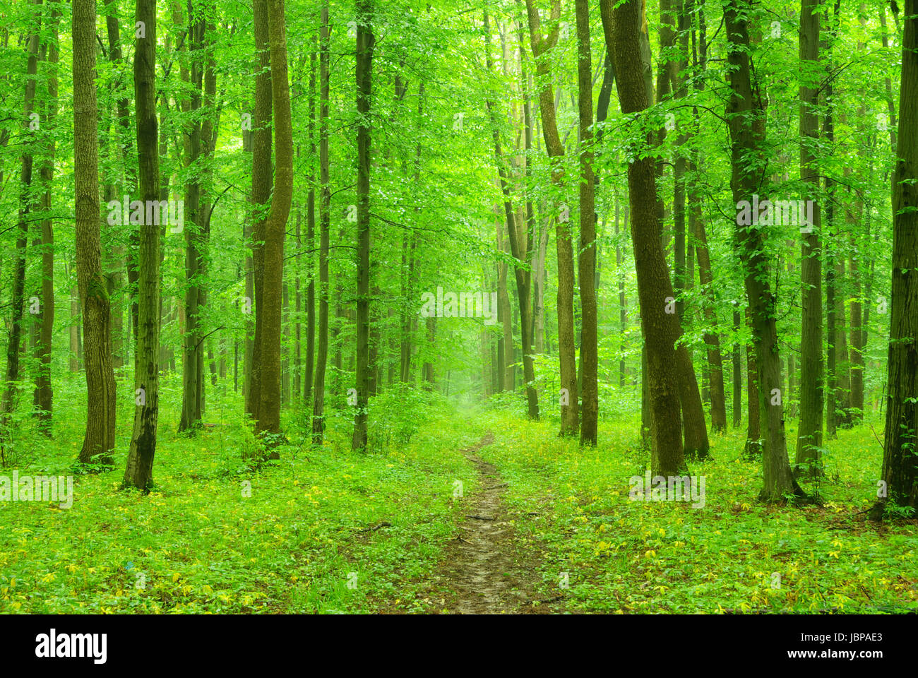 a path is in the green forest Stock Photo - Alamy