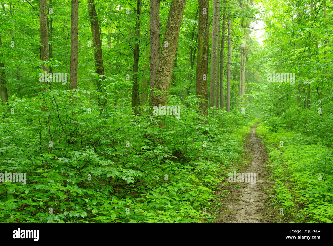 a path is in the green forest Stock Photo - Alamy