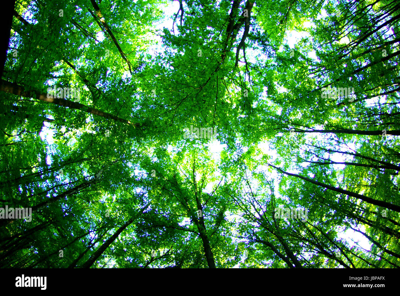 a path is in the green forest Stock Photo - Alamy