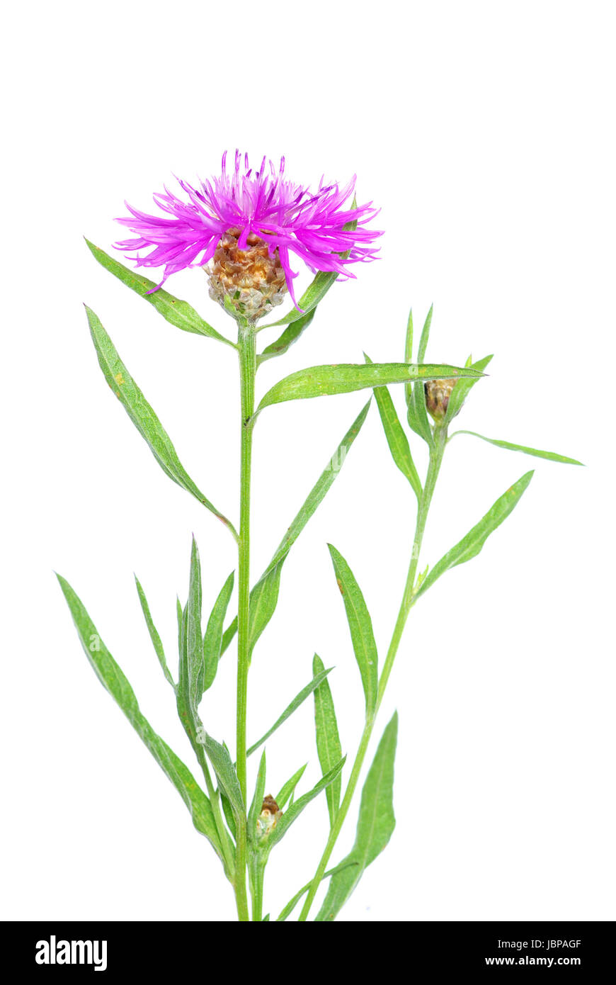 flowers isolated on a white background Stock Photo - Alamy