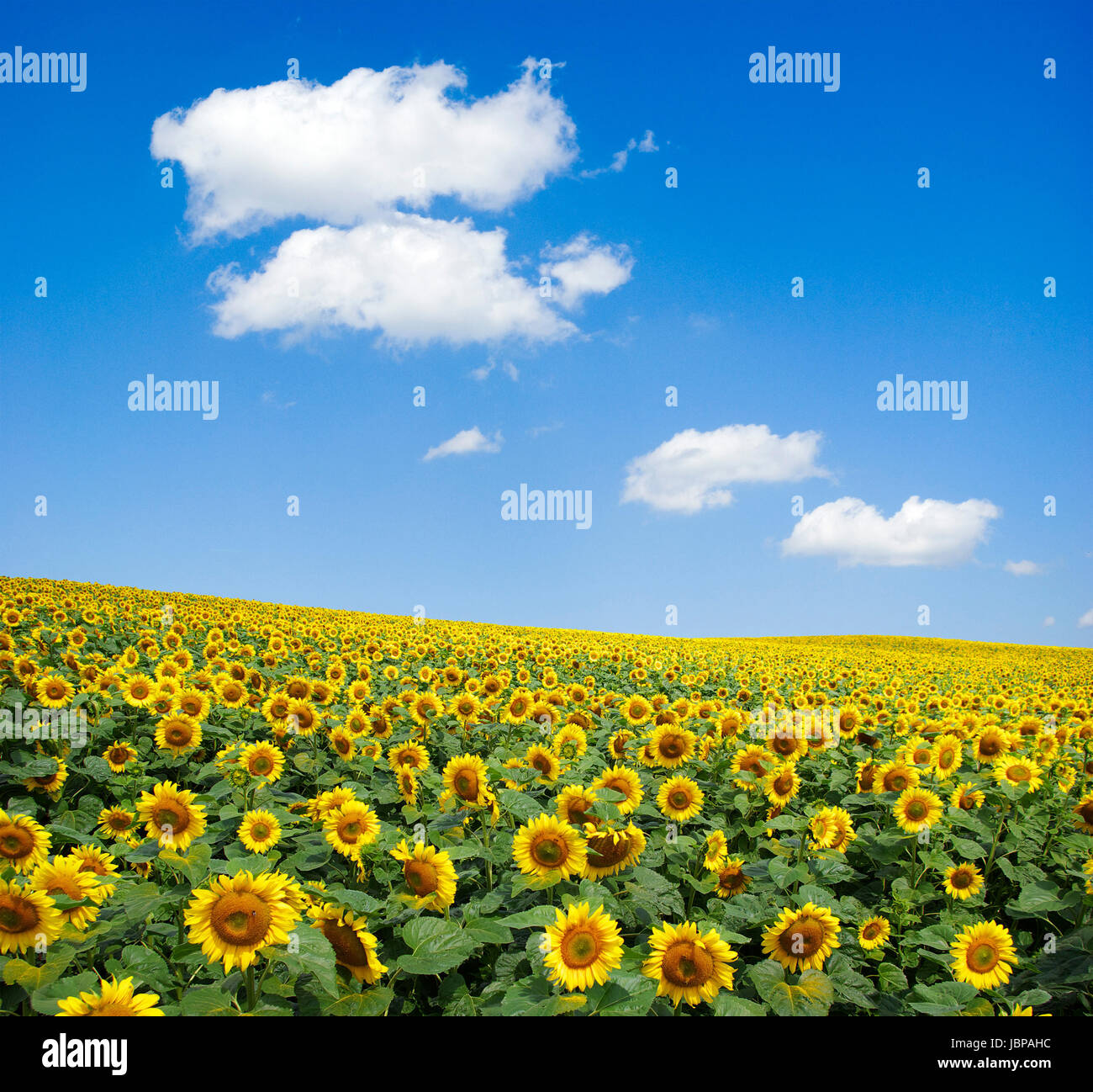 sunflower field over cloudy blue sky Stock Photo - Alamy