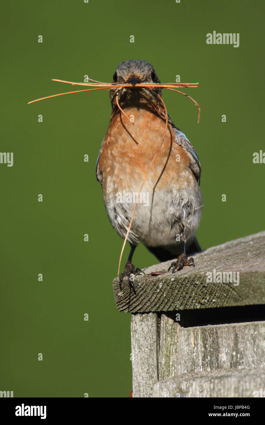 Female Eastern Bluebird (Sialia sialis) with nesting material Stock