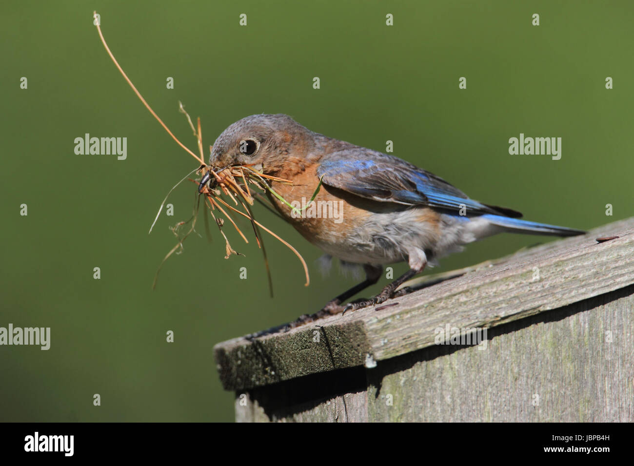 Female Eastern Bluebird (Sialia sialis) with nesting material Stock