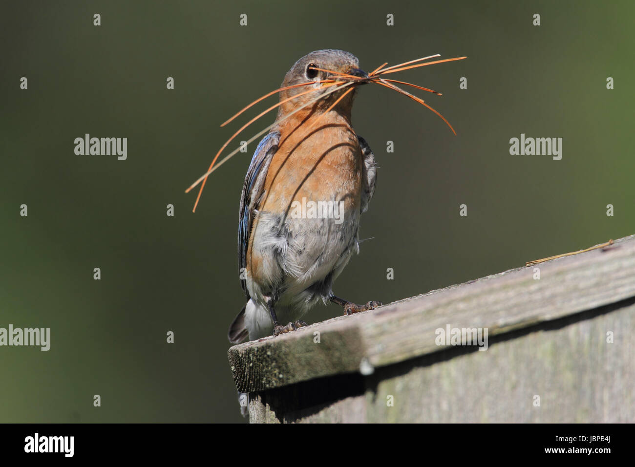 Female Eastern Bluebird (Sialia sialis) with nesting material Stock