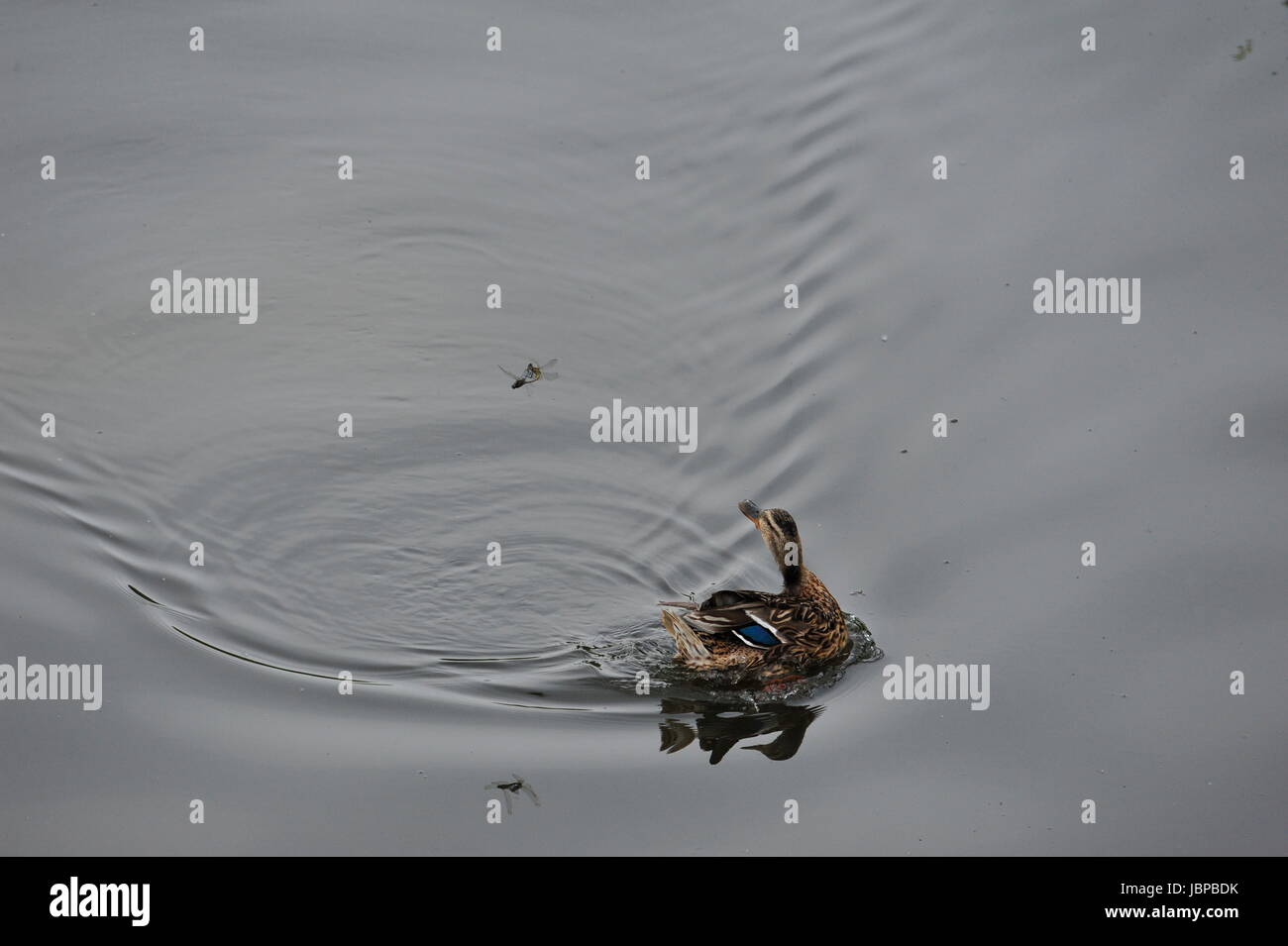 Wild Duck (Anas platyrhynchos) in water at Steinhuder Meer,Germany. Stock Photo