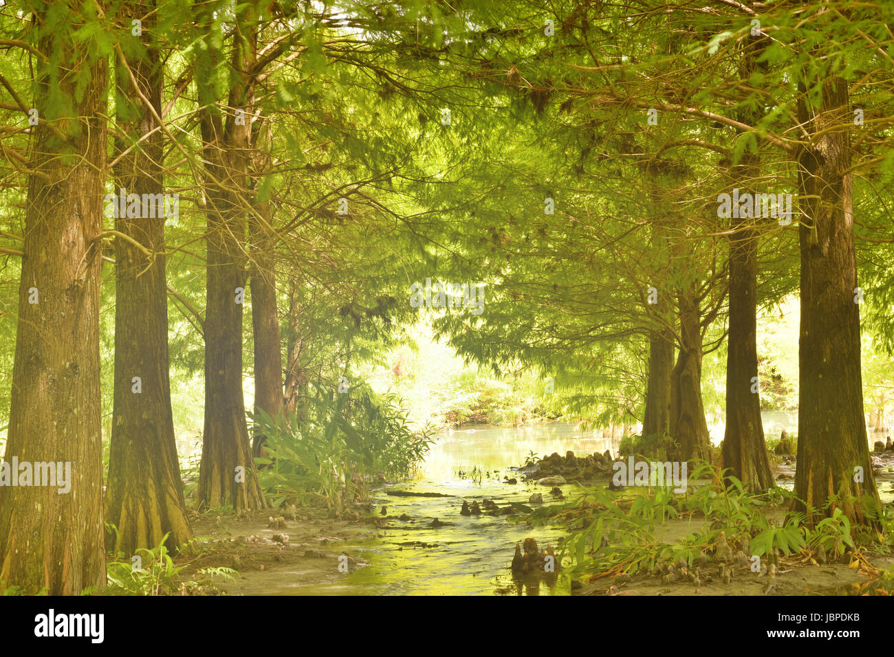 Landscape of forest at Hualien, Taiwan, Asia Stock Photo - Alamy