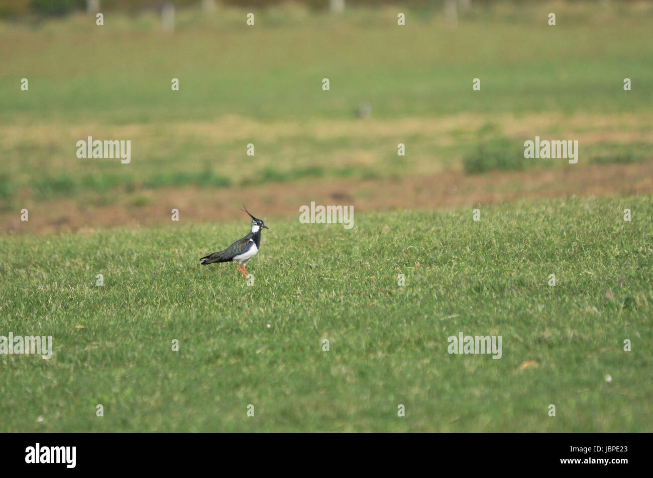 Lapwing clutch hi-res stock photography and images - Alamy