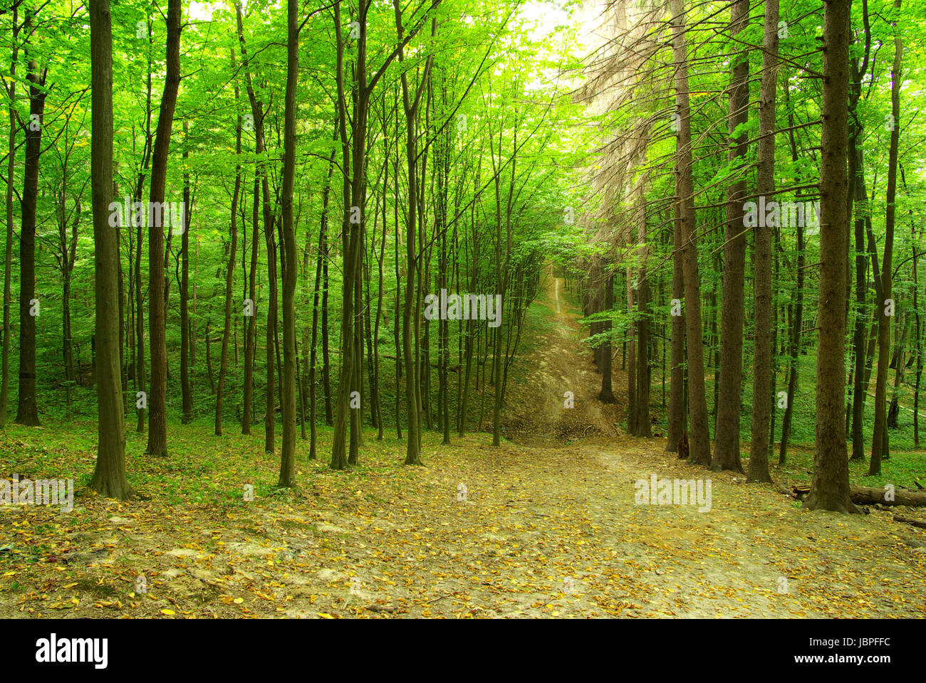 a path is in the green forest Stock Photo - Alamy