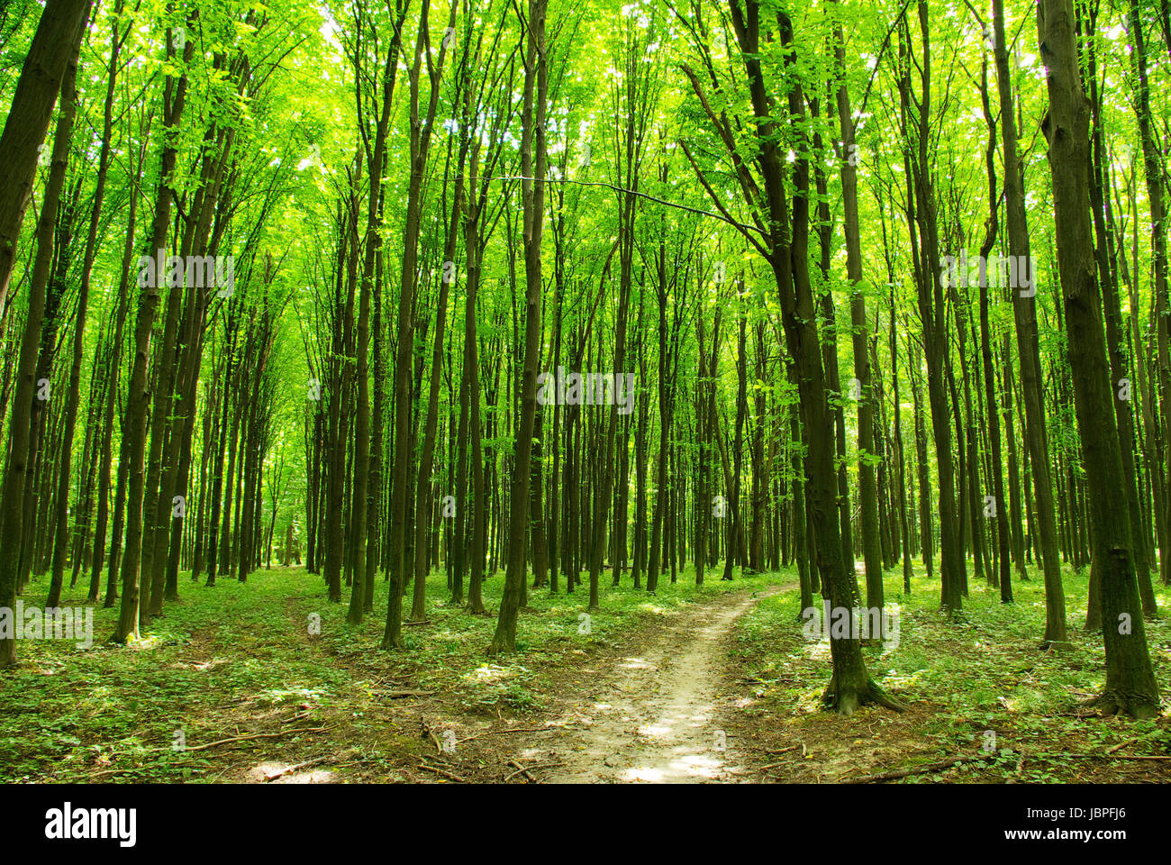 a path is in the green forest Stock Photo - Alamy