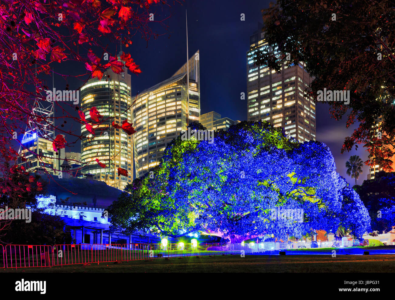 Sydney Royal Botanic gardens big tree brightly illuminated in blue light against CBD skyscraper towers during Vivid Sydney light music and ideas show. Stock Photo