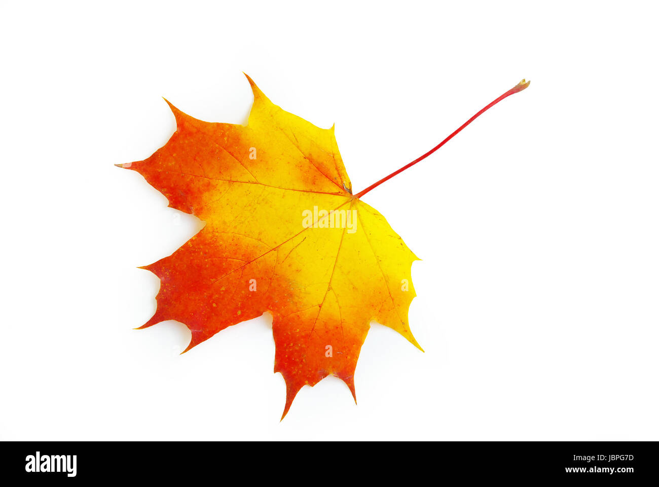 autumn maple leaf isolated on white background Stock Photo - Alamy