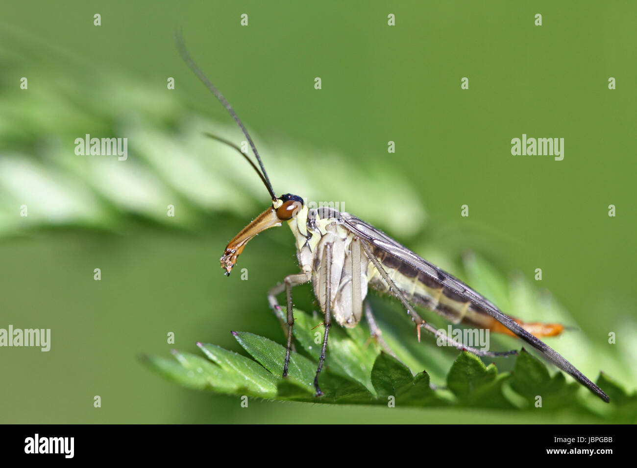 skorpionsfliege männlich skorpionsfliege Stock Photo