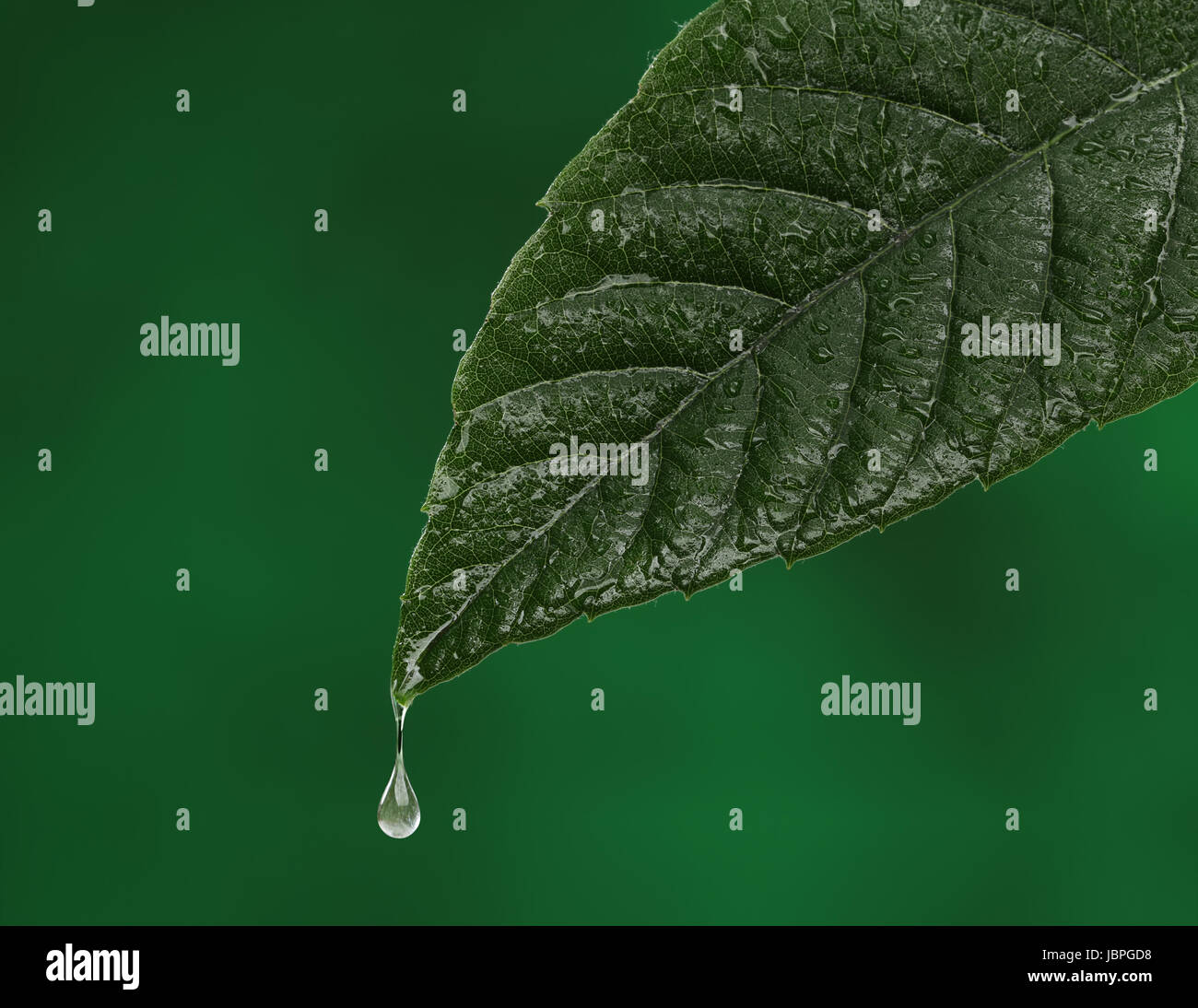 Green fresh leaf with a water drop falling. Natural background Stock ...