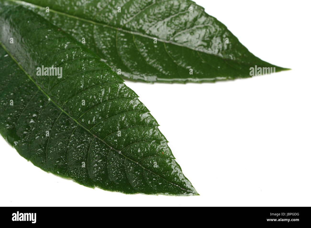 Fresh green leaf isolated on white background Stock Photo - Alamy