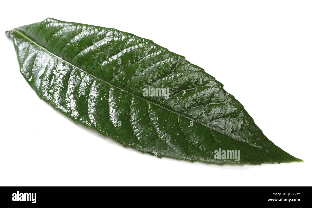 Fresh green leaf isolated on white background Stock Photo - Alamy