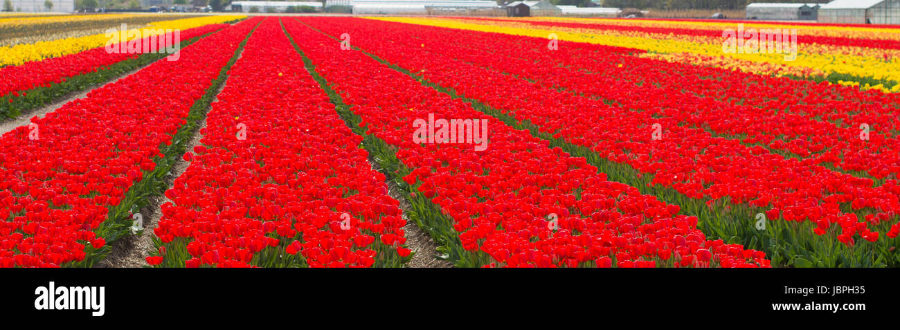 field with red tulips in the netherlands Stock Photo - Alamy