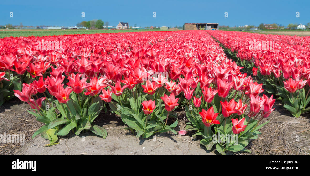 field with red tulips in the netherlands Stock Photo - Alamy