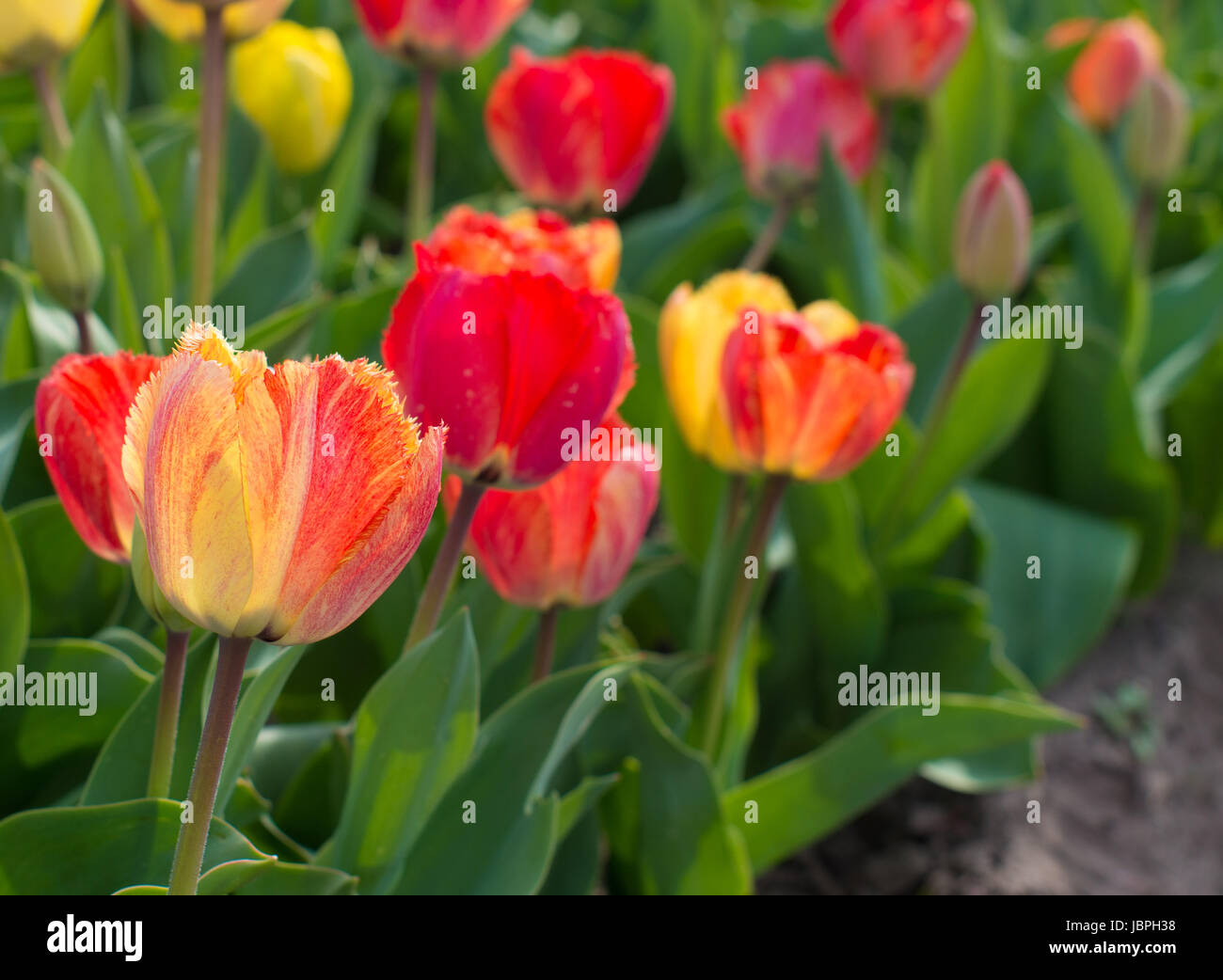 close-up of blooming tulips in a garden Stock Photo - Alamy