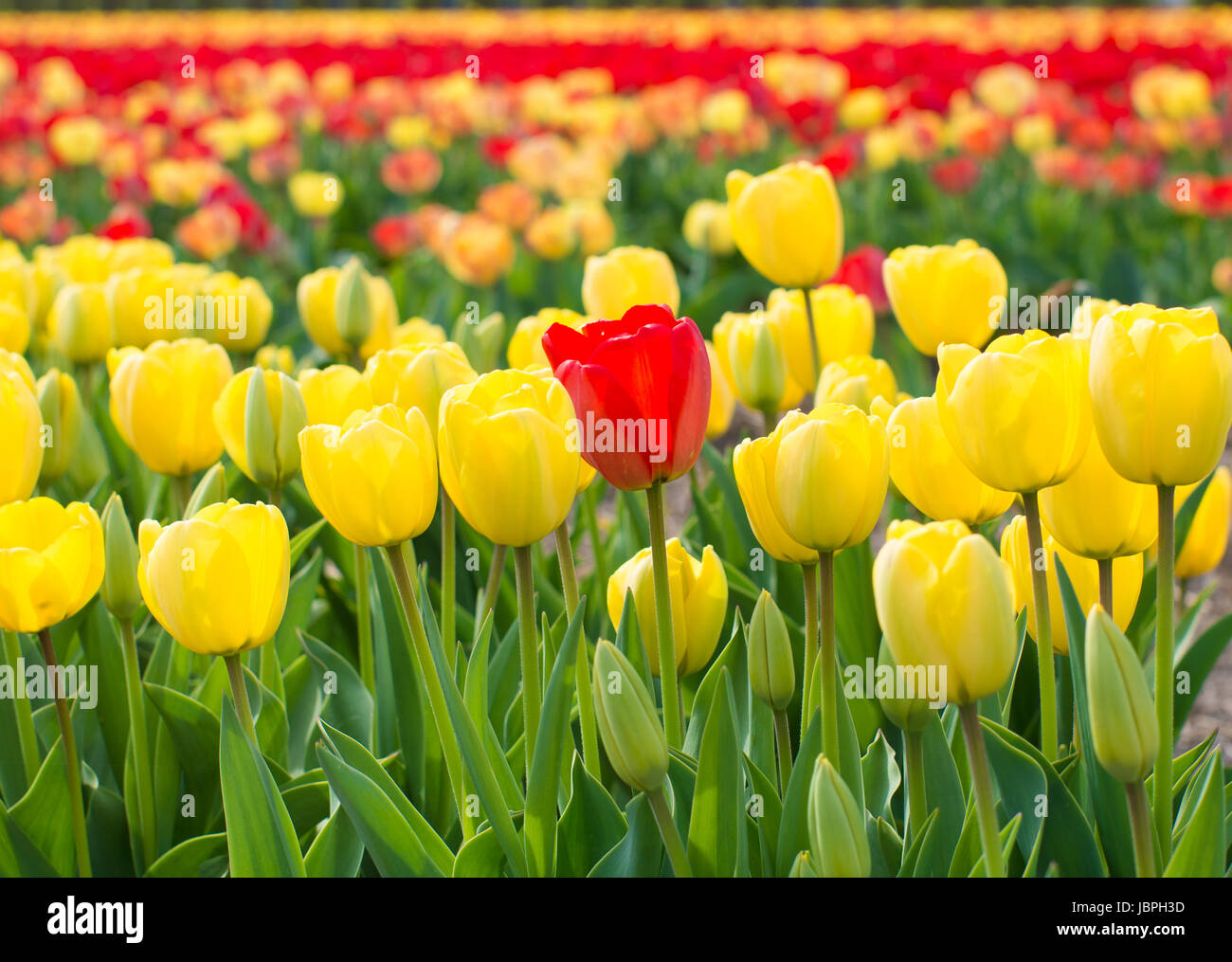 bright colorful yellow tulips in a garden Stock Photo - Alamy