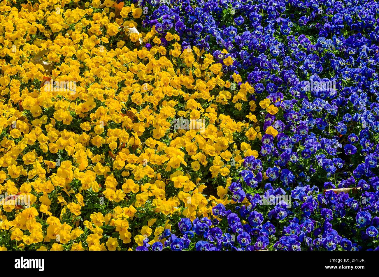Veilchen blau gelb Stock Photo