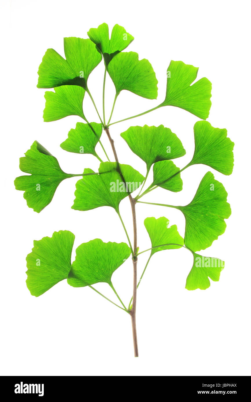 Zweig mit frischen, grünen Blättern im Frühling des Ginkgo Baumes