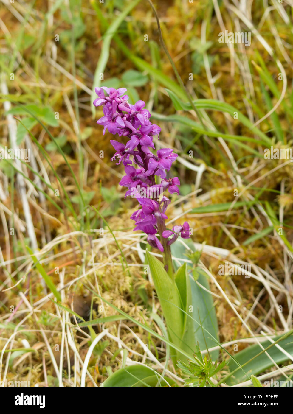 Purple Orchid in summer Stock Photo