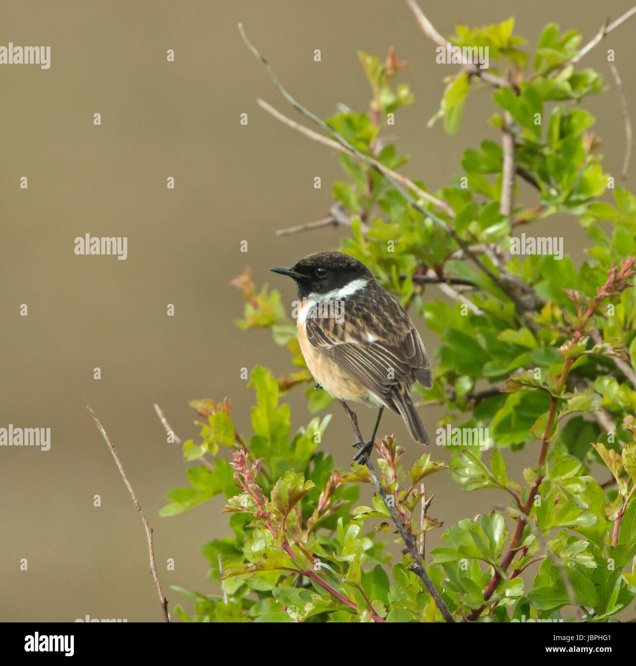 Adult male Stonechat on Hawthorn Stock Photo