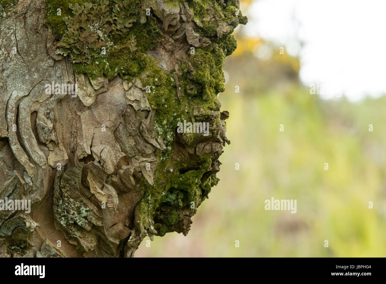 Tree bark giving uncanny appearance of face Stock Photo