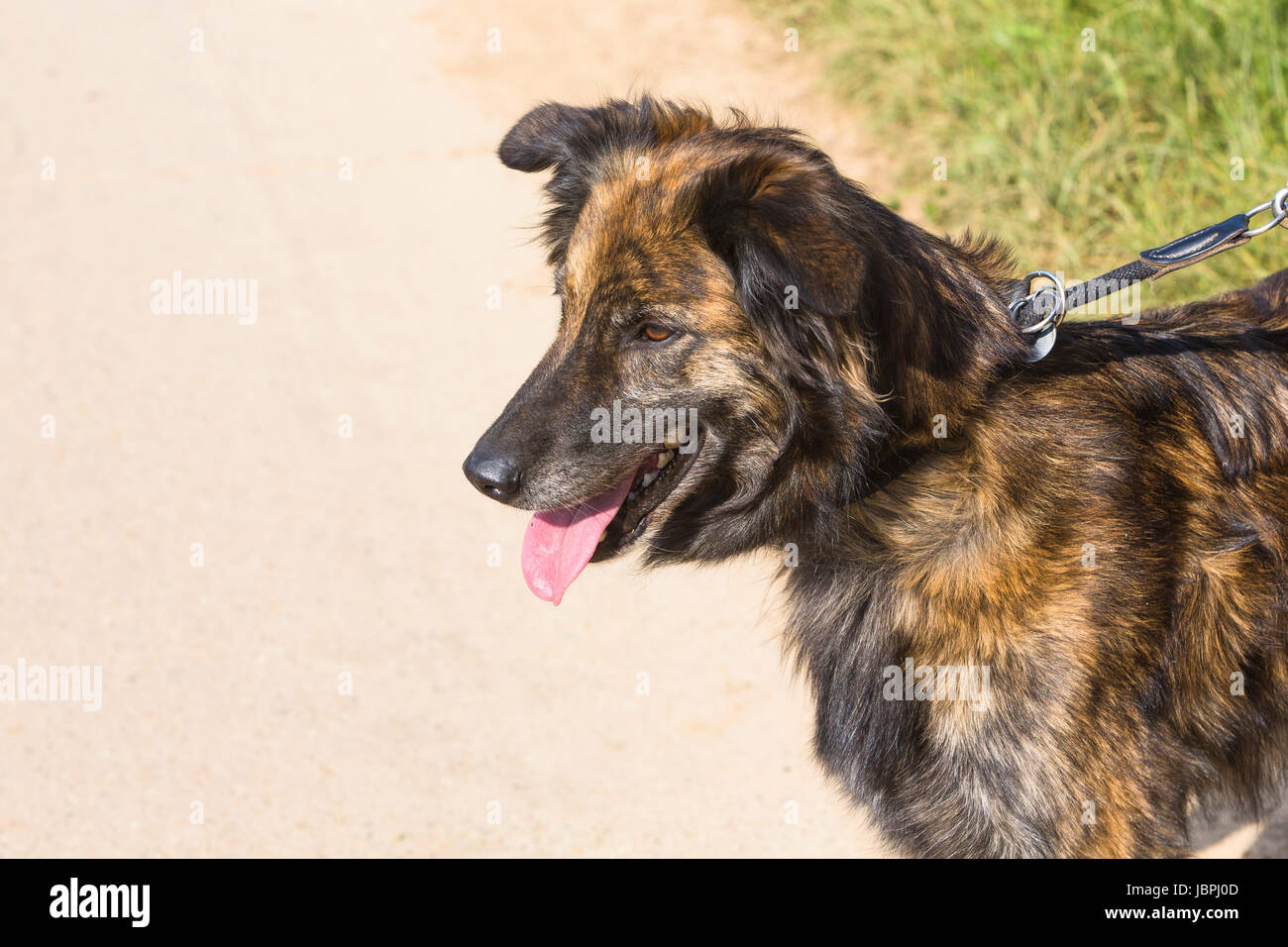 Portrait Schäferhund Mix Stock Photo - Alamy