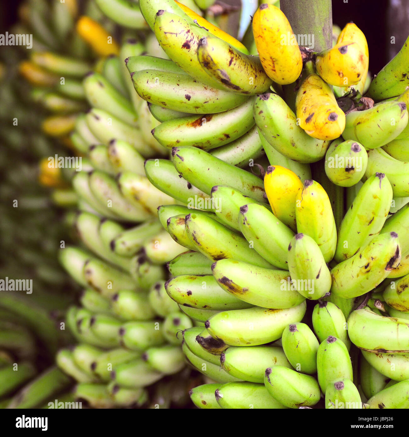 Guayaquil, ecuador banana hires stock photography and images Alamy