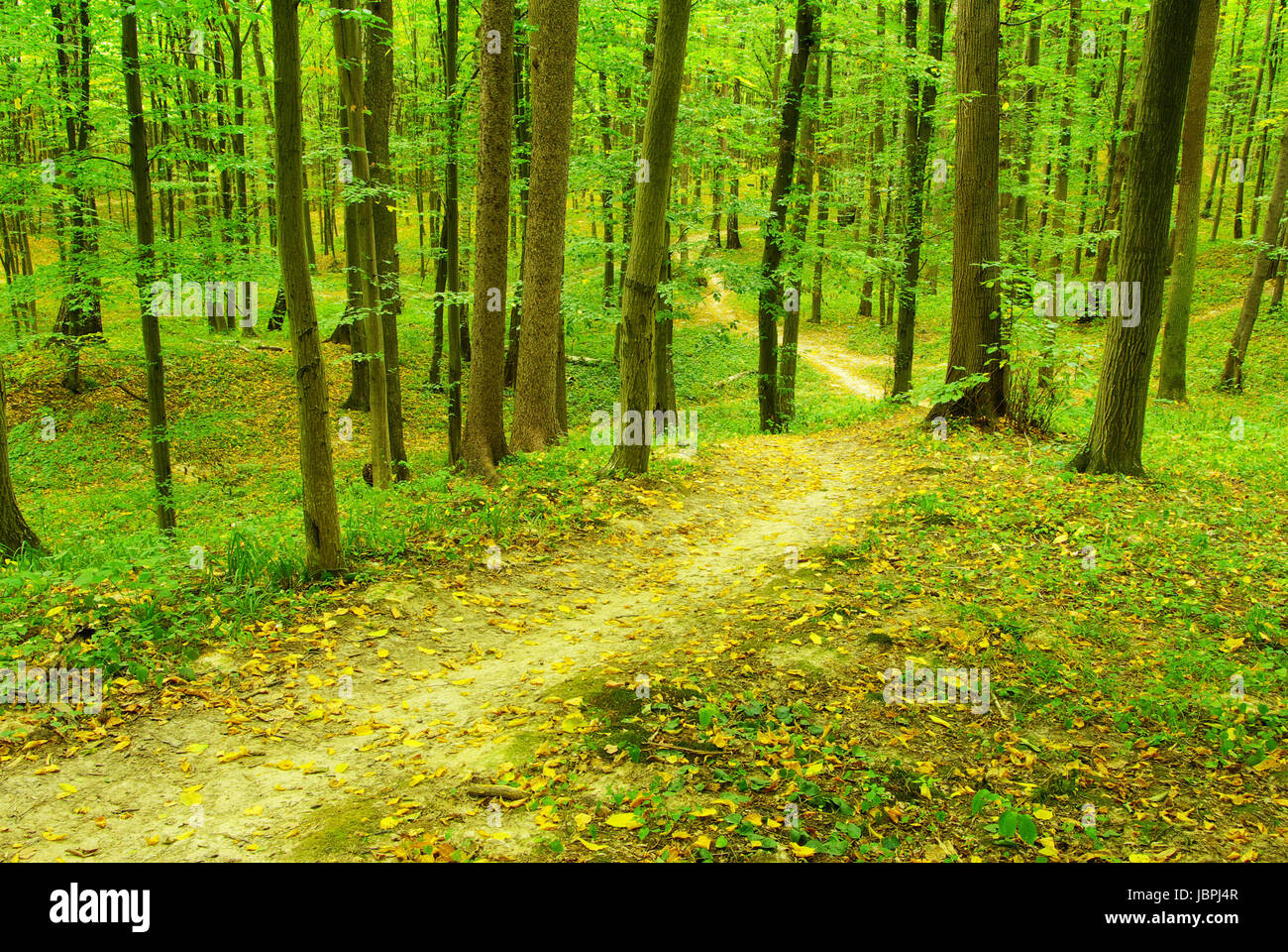 a path is in the green forest Stock Photo - Alamy