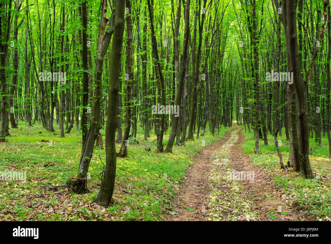 a path is in the green forest Stock Photo - Alamy