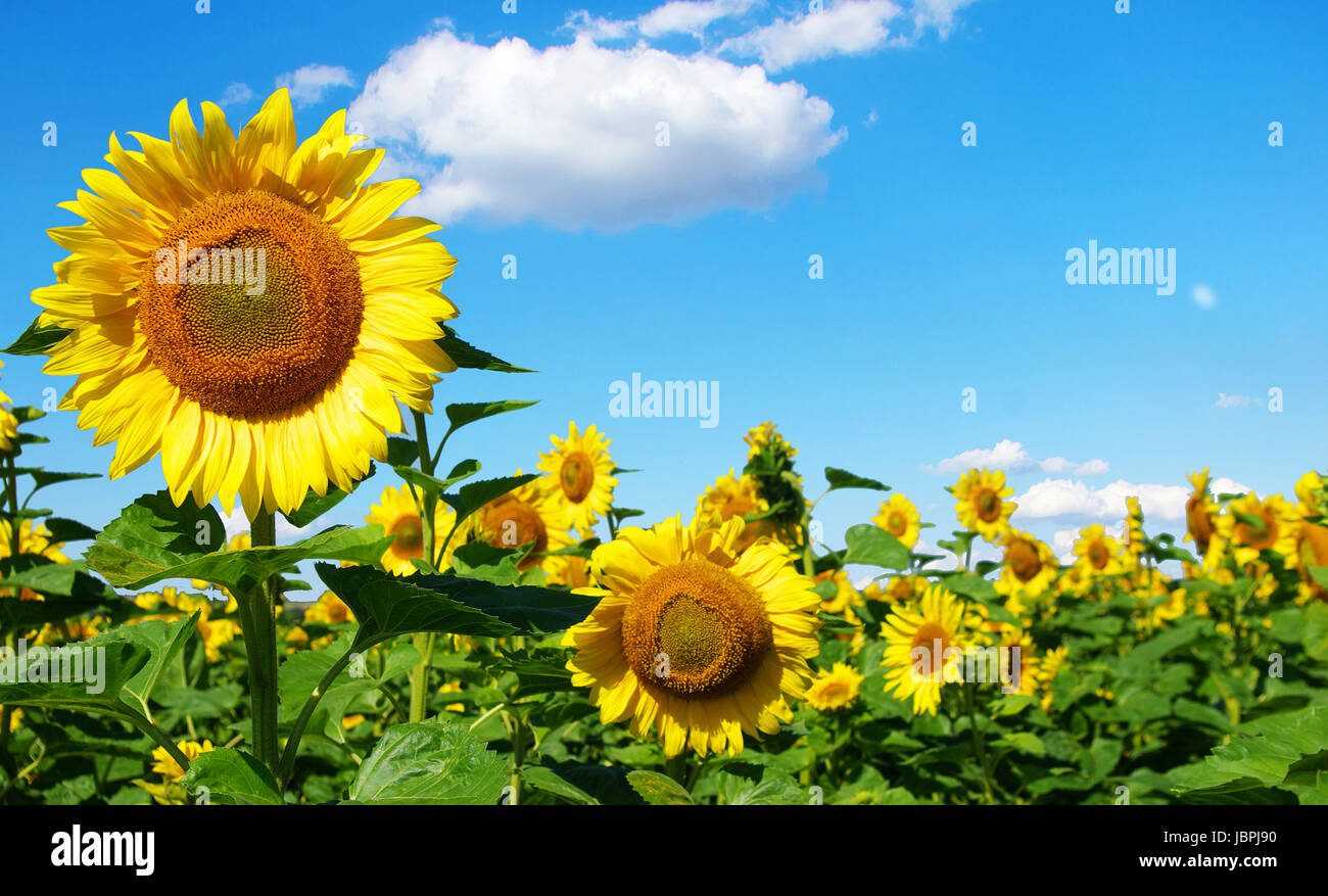 sunflower field over cloudy blue sky Stock Photo - Alamy
