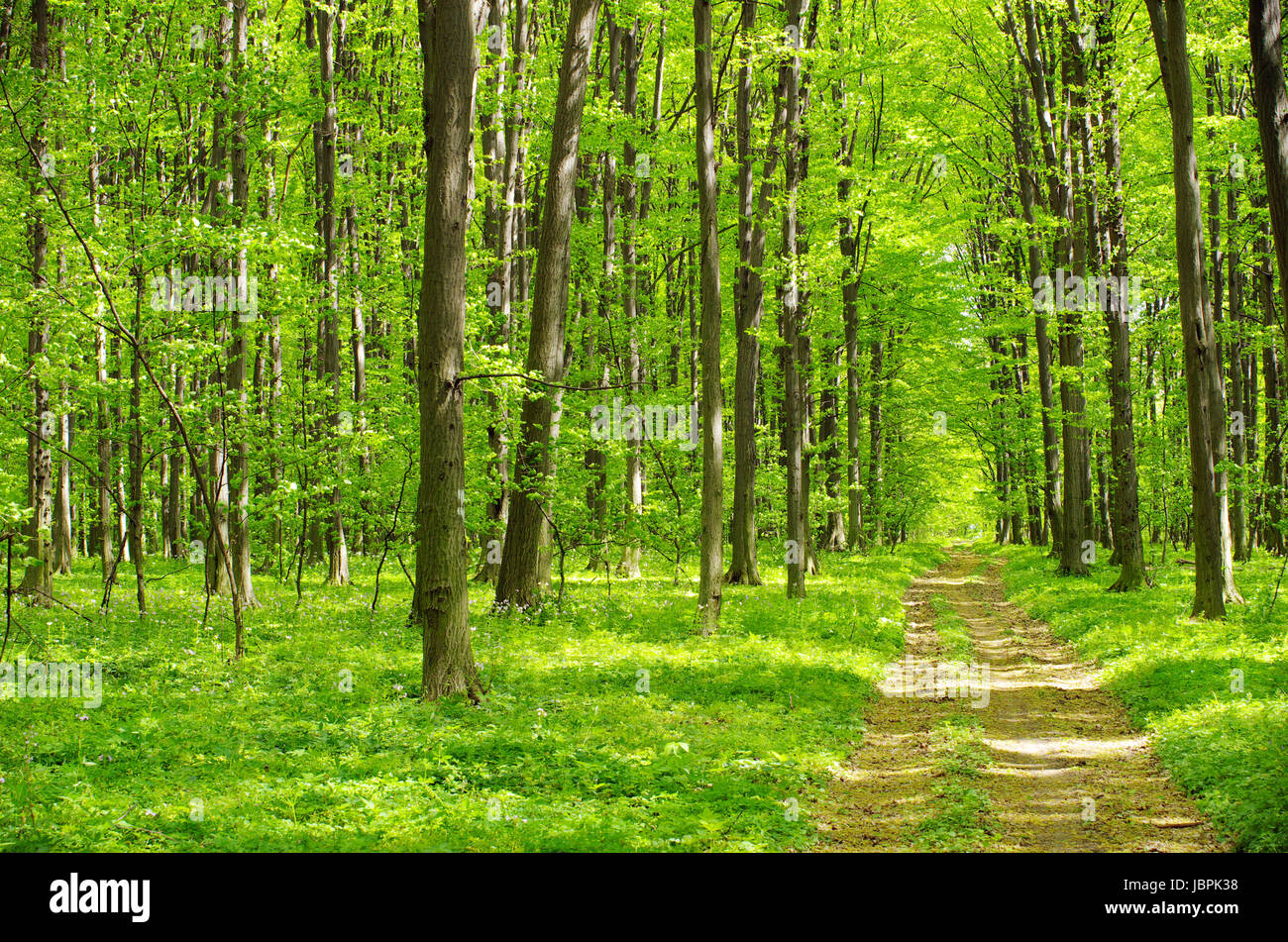 a path is in the green forest Stock Photo - Alamy