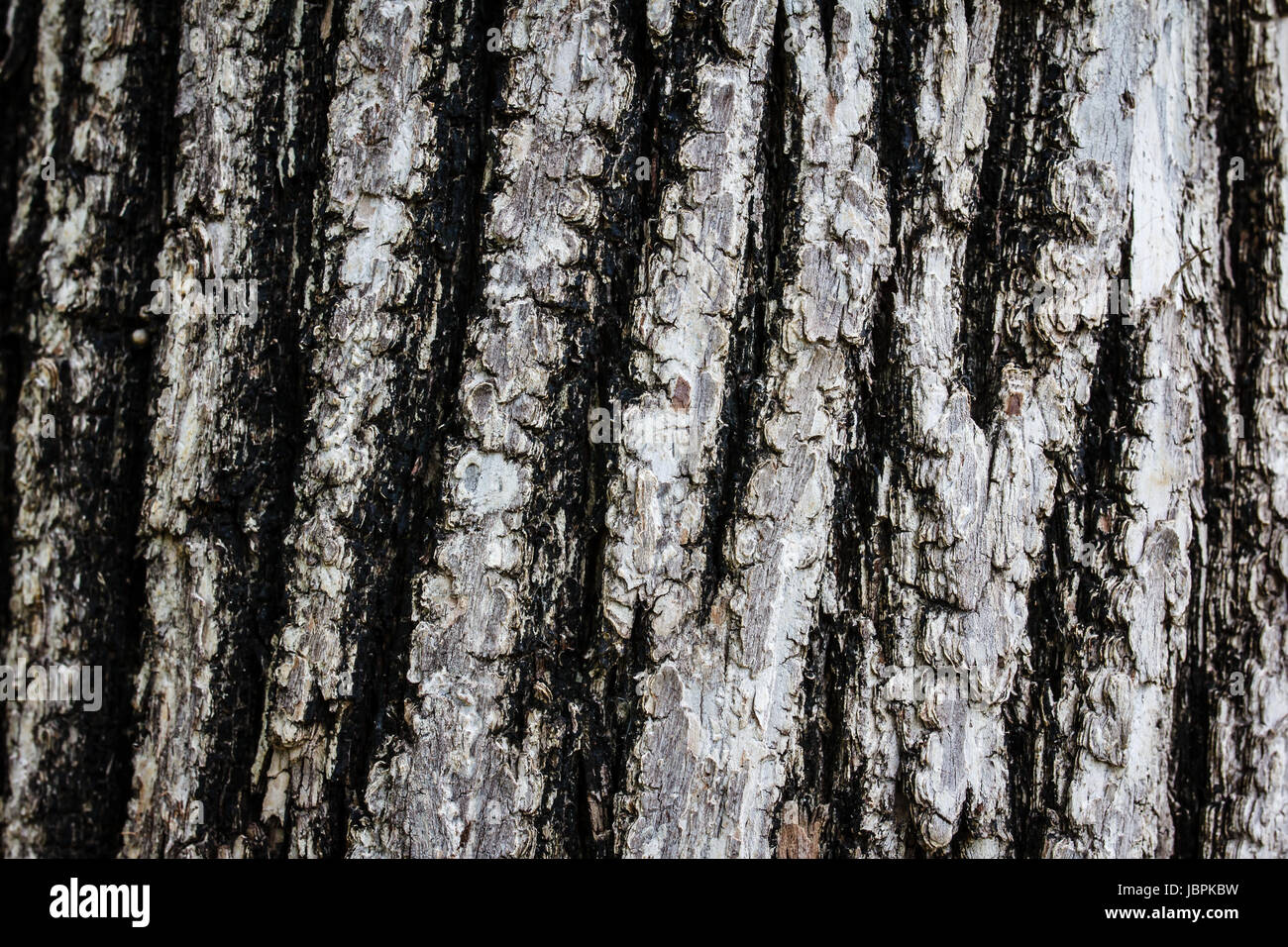 Bark of Old Wood Tree Texture Background Pattern Stock Photo - Alamy