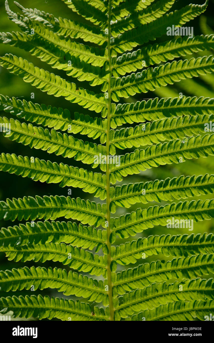 fern in sunlight Stock Photo Alamy