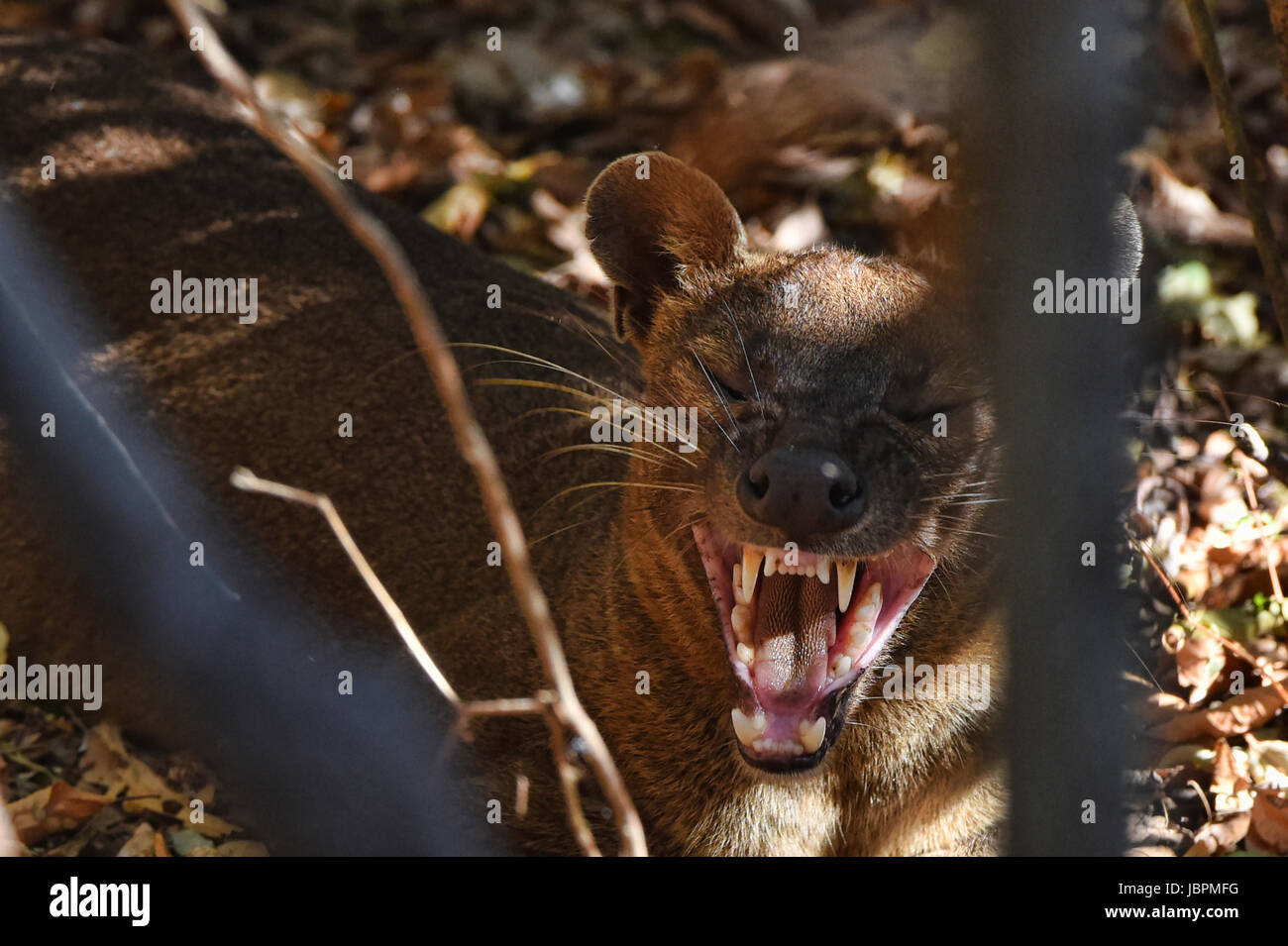 Growling fossa (Cryptoprocta ferox) in the dump, Kirindy National Park, Madagascar Stock Photo