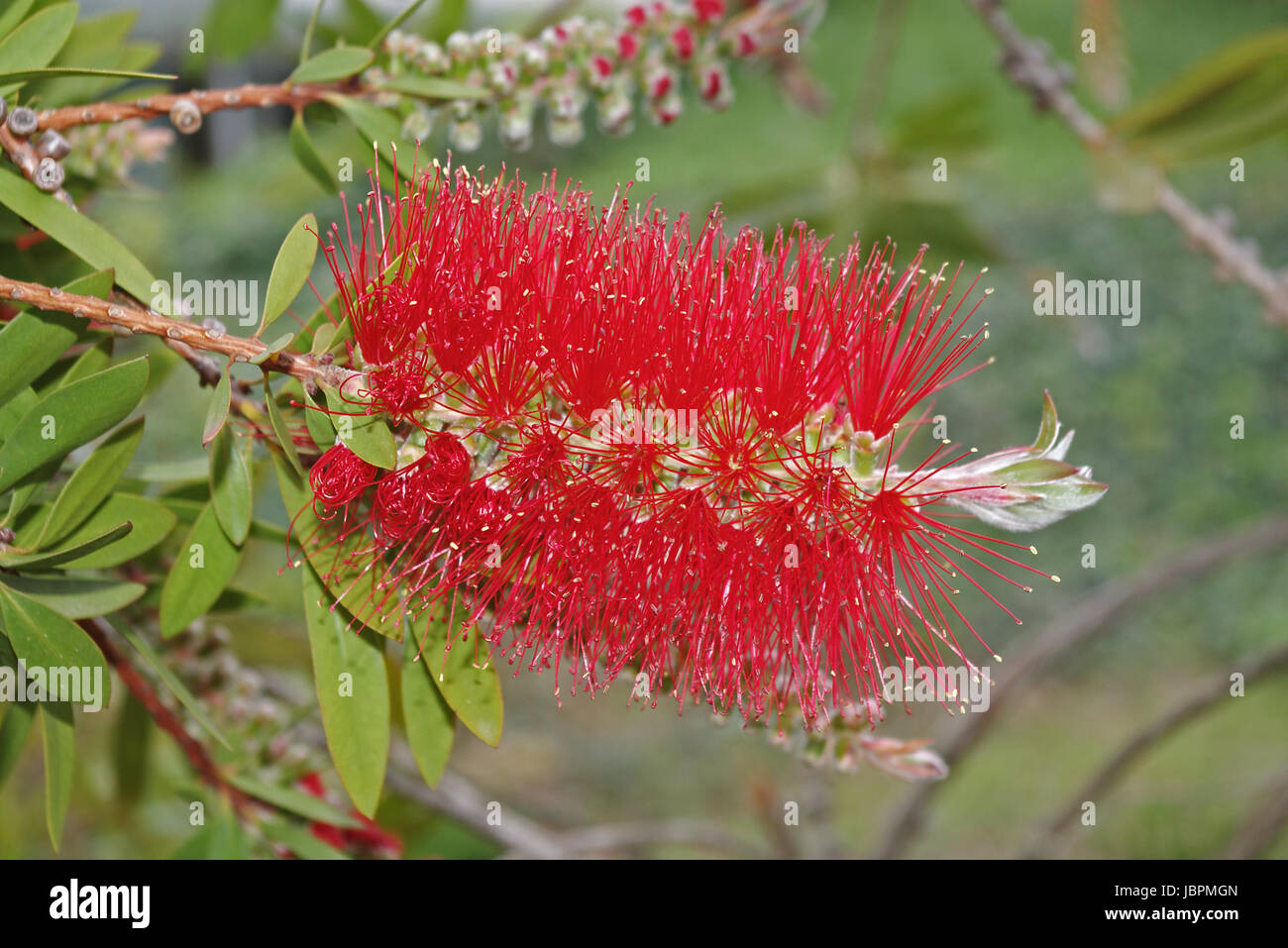 flower of callistemon shrub Stock Photo - Alamy