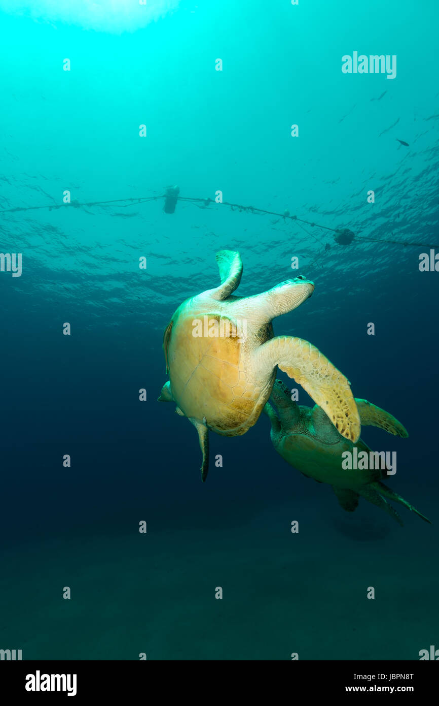 Mating green turtles in the Red Sea Stock Photo Alamy